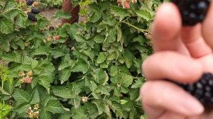 Ежевика Блэк Даймонд, 18.06.24