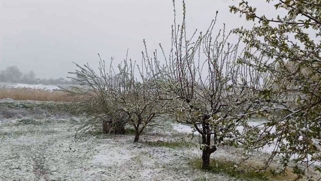 12 апреля 2025год зацвела вишня 🍒 и груша 🍐, но морозы ?