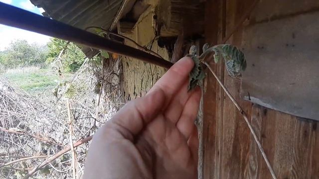 03 мая ночью минус 2, замерз виноград. саратовская облас смотреть онлайн