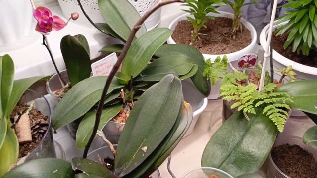 Море цветоносов ☺🤦♀вы такое видели? ОБЗОР🤗#орхид? смотреть онлайн