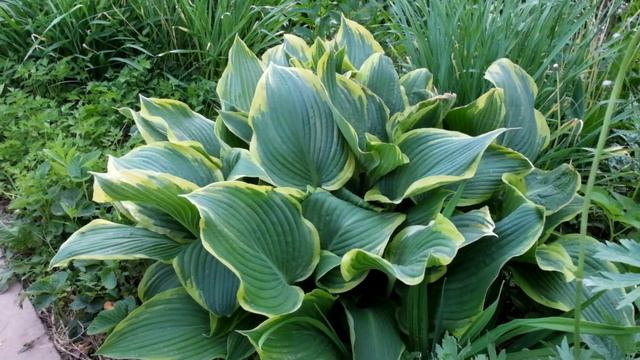 Хоста Желтая Река (Hosta Yellow River) смотреть онлайн