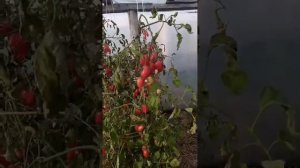 Томат Брисколино F1 посадили  в теплицю