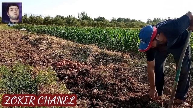 The season began for picking potatoes. Начиналось сезон собирать карто? смотреть онлайн
