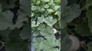 Тыква сорт "Крошка"