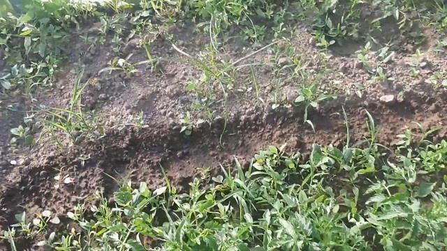 Які справи у теплиці 4 травня 2024 Чернігівщина помідор? смотреть онлайн