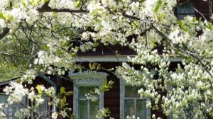 Песня "Белоснежная вишня " Кавер