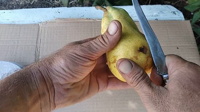 Груша Пьєр Корнель. Перший плід. 2024 рік. смотреть онлайн