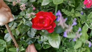 #Milano  #floribunda сорт получил золотую медаль в Барселоне.От