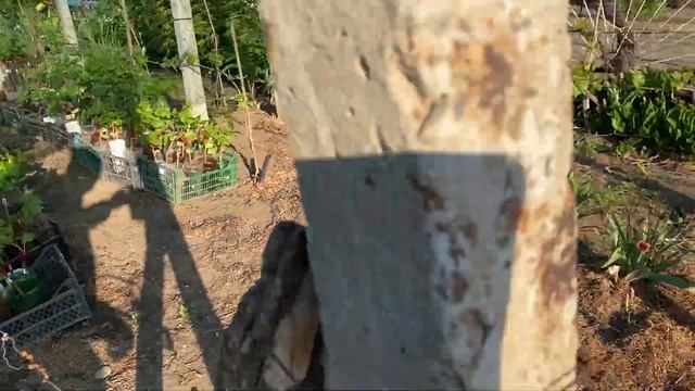 Как закалить вегетирующий саженец винограда, быстро и смотреть онлайн