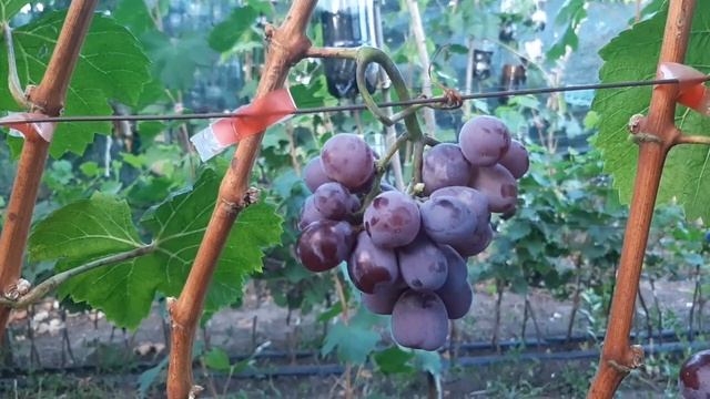 Май харт - японское чудо смотреть онлайн