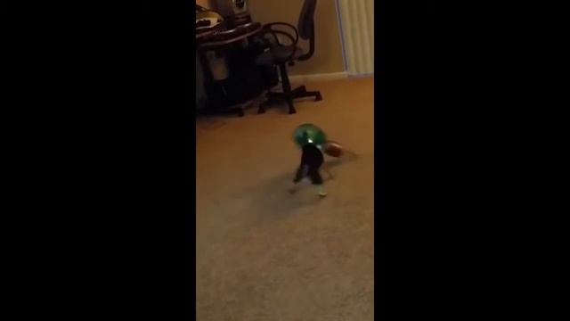 Смешные собаки Приколы про собак Funny Dogs 2019 (Наиболее Свежие хохмы