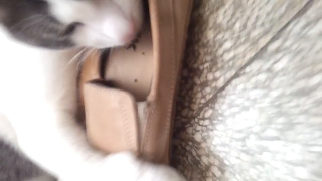 Прикольный Котик и его любимая туфля :) смотреть онлайн