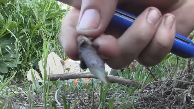 Прививка винограда весной черным в черное смотреть онлайн