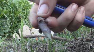 Прививка винограда весной   черным в черное