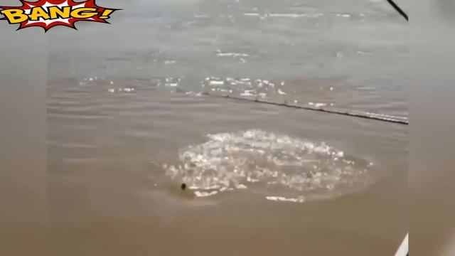 ЛУЧШИЕ ПРИКОЛЫ 2018 2019 ржака до слез угар видео прикол ПРИКОЛЮХА #лучшиеприколы2019# смотреть онлайн