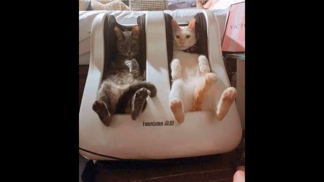 Смешные коты с озвучкой для детей 2019 - Смешные кошки МатроскинТВ смотреть онлайн