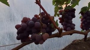 Виноград Энергодар