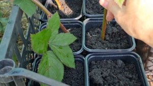 Укоренение ежевики бесшипной верхушками