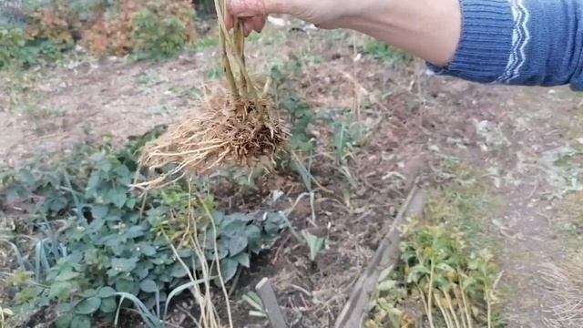 Деление флоксов осенью.