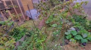 Осеннее удовольствие: обрезка айвы, сбор урожая .Сладк