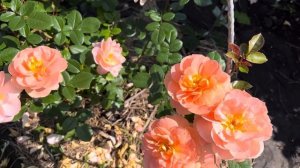 Роза Шоне фом Зи(Rosa Schöne vom See) W. Kordes' Söhne Германия, 2001/07.06.