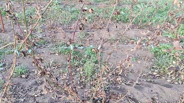 Ежевика Кэддо. Совет как делать НЕ нужно! смотреть онлайн