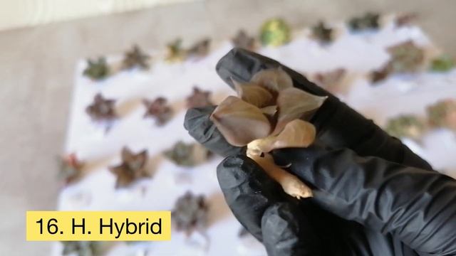 Новая посылка №6 с Haworthia / Распаковка Суккулентов из Ко