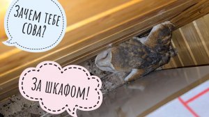 Достали кувшинки из притопа. Ужин совы Ёлки и что там с сипухой Пухнёй. Посадкам не видно конца