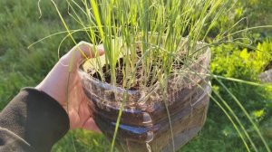 Как я сажал лук порей через рассаду в открытый грунт