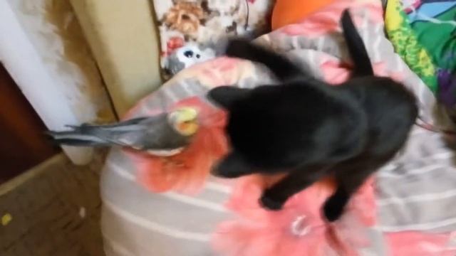 Кот и попугай. Кот боксирует попугая. Смешное видео. Попугай не боится кота. Ринг кошки и попугая. смотреть онлайн