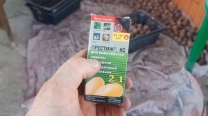 Обработка картофеля от колорадского жука ДО ПОСАДКИ