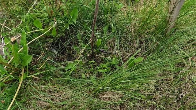 хурма Россиянка 20.05.2025г смотреть онлайн