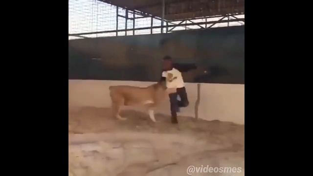 ОТБОРНЫЕ ПРИКОЛЫ,coub'ы,ЮМОР,ОФИГЕННЫЕ,ржачное видео 2016 №39 смотреть онлайн