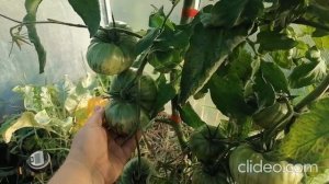 Томат полосатый шоколад от фирмы Партнер