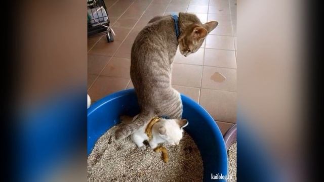 Смешные приколы из жизни! Фу... Грязные ноги! смотреть онлайн