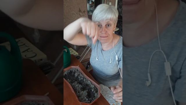 Посеяла проросшие семена дыни колхозница, проросли на смотреть онлайн