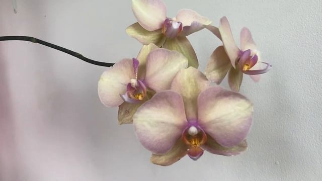 Орхідея фаленопсис Phal. Rainbow або Райдуга, Веселка смотреть онлайн