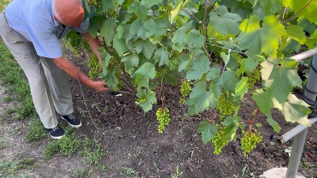 Виноград Опрыскивание 2 июля смотреть онлайн