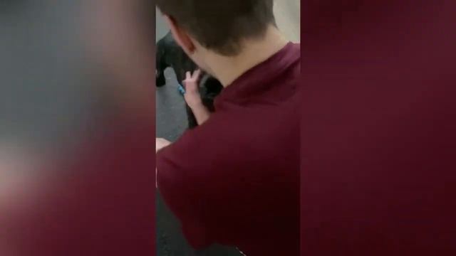 Французский бульдог собирается в космос. Смешные видео с домашними питомцами смотреть онлайн