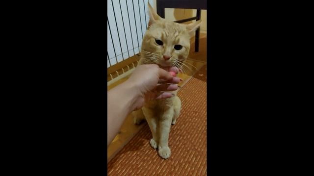 Хороший Кот Симба // Good Cat Simba смотреть онлайн