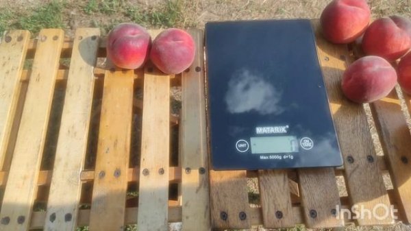 Персик Руби Рич/Peach Rubirich