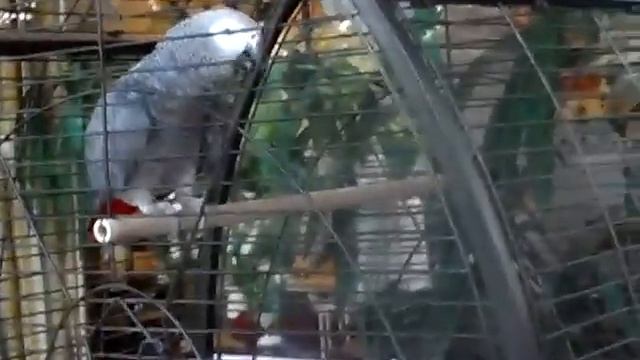 Кеша орел, смотреть всем прикол