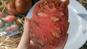 Беркли тай дай хаат 🍅,, обзор томата.