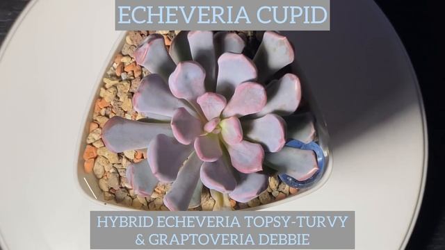 💗ГИБРИДЫ ЭХЕВЕРИИ ТОПСИ-ТУРВИ В МОЕЙ КОЛЛЕКЦИИ💗 смотреть онлайн