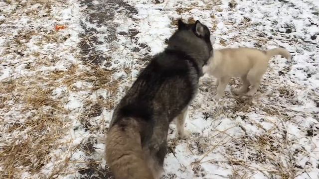 Дядя и племяница. Не смотри что племяшка маленькая