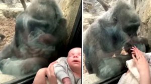 Про это говорил весь мир! Женщина родила от обезьяны, вот как выглядит ее ребенок