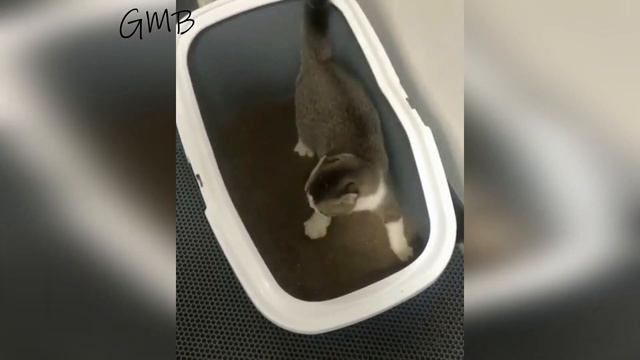 Я РЖАЛ ЦЕЛЫЙ ЧАС НАД КОШКАМИ 😹 ПРИКОЛЫ С КОТАМИ 😹 СМЕШНЫЕ КОТЫ 2021 😹 FUNNY CATS смотреть онлайн