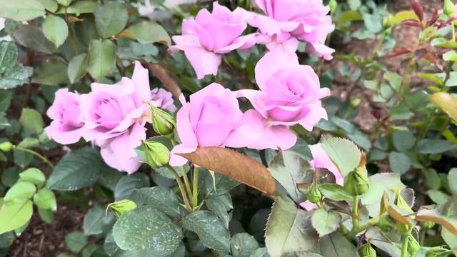 Роза Клод Брассер