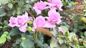 Роза Клод Брассер