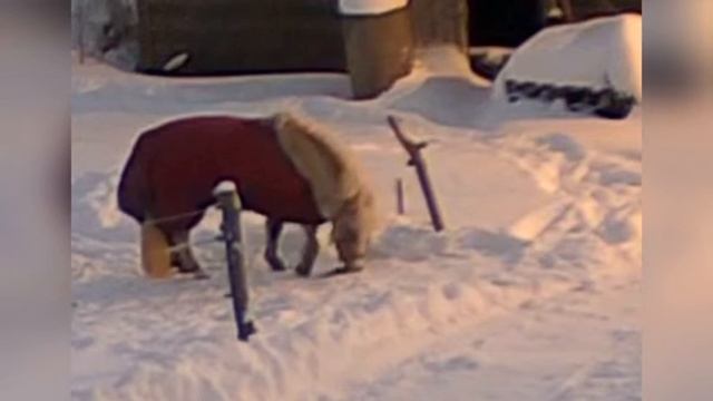 Побег пони из зимней левады|Смешные животные|Приколы с животными😀 смотреть онлайн